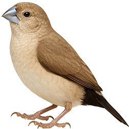 African Silverbill